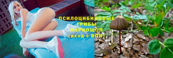 прущие грибы Горно-Алтайск